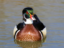 American Wood Duck (WWT Slimbridge April 2011) - pic by Nigel Key